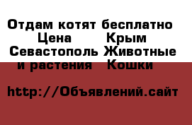 Отдам котят бесплатно › Цена ­ 1 - Крым, Севастополь Животные и растения » Кошки   